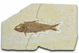 Detailed Fossil Fish (Knightia) - Wyoming #348044-1